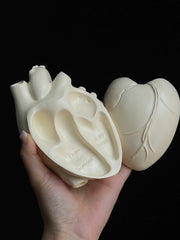 A hand holding a Vintage Heart Trinket Box and sculpted anatomical heart decorative piece.